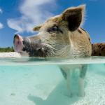 Откуда на багамах плавающие свиньи