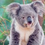Сообщение о коале Есть ли коалы в австралии
