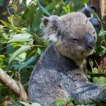 Сумчатое животное – коала или медведь с мешком (живет в Австралии): описание, интересные факты, фото и картинки, видео – коалы обнимаются